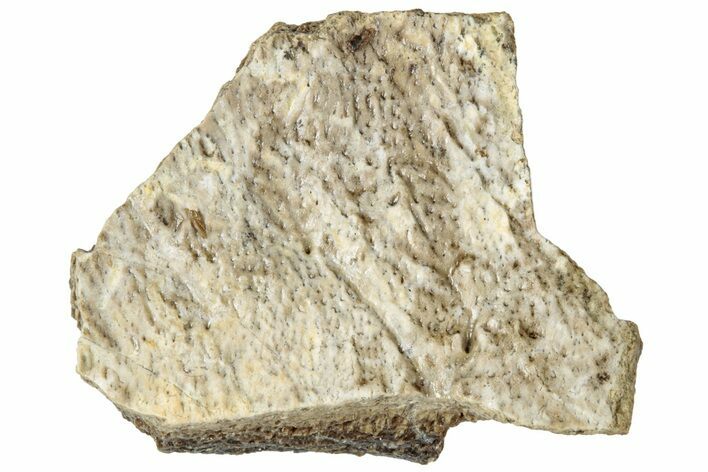 Fossil Tyrannosaur (T rex) Bone Section - Wyoming #313907